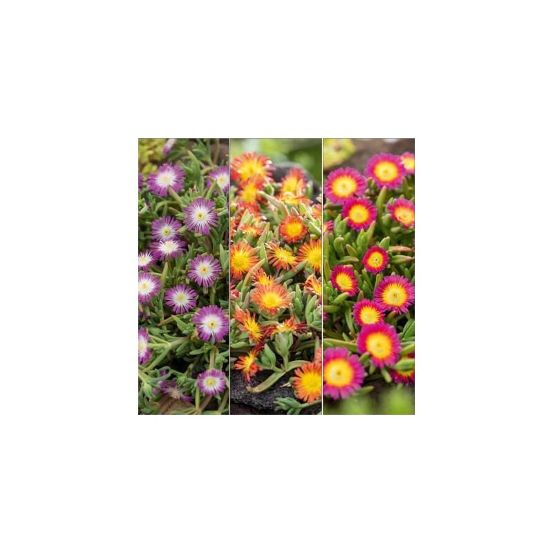 Offre delosperma wheel of wonder - 6 - Plante vivace