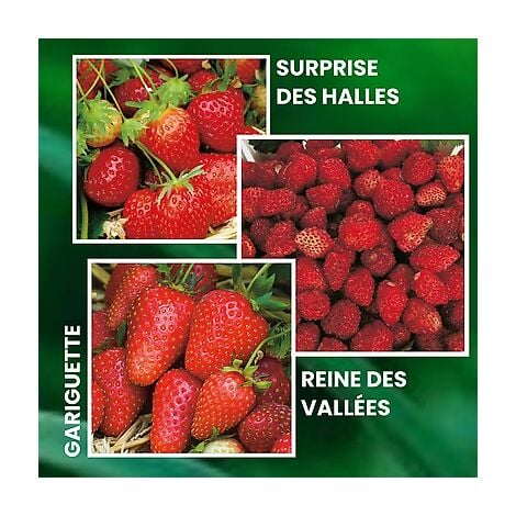 FABRE GRAINES OFFRE FRAISIERS FORTE PRODUCTION - 60 PLANTS - fruitiers