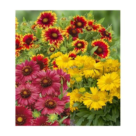 FABRE GRAINES OFFRE GAILLARDE - 6 GODETS - plantes vivaces