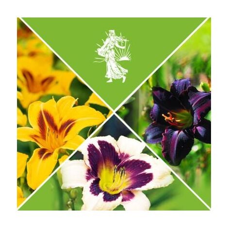 FABRE GRAINES OFFRE HEMEROCALLES PLANTE VIVACE - 6 GODETS - plantes