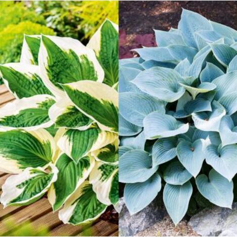 OFFRE HOSTAS - 4 GODETS