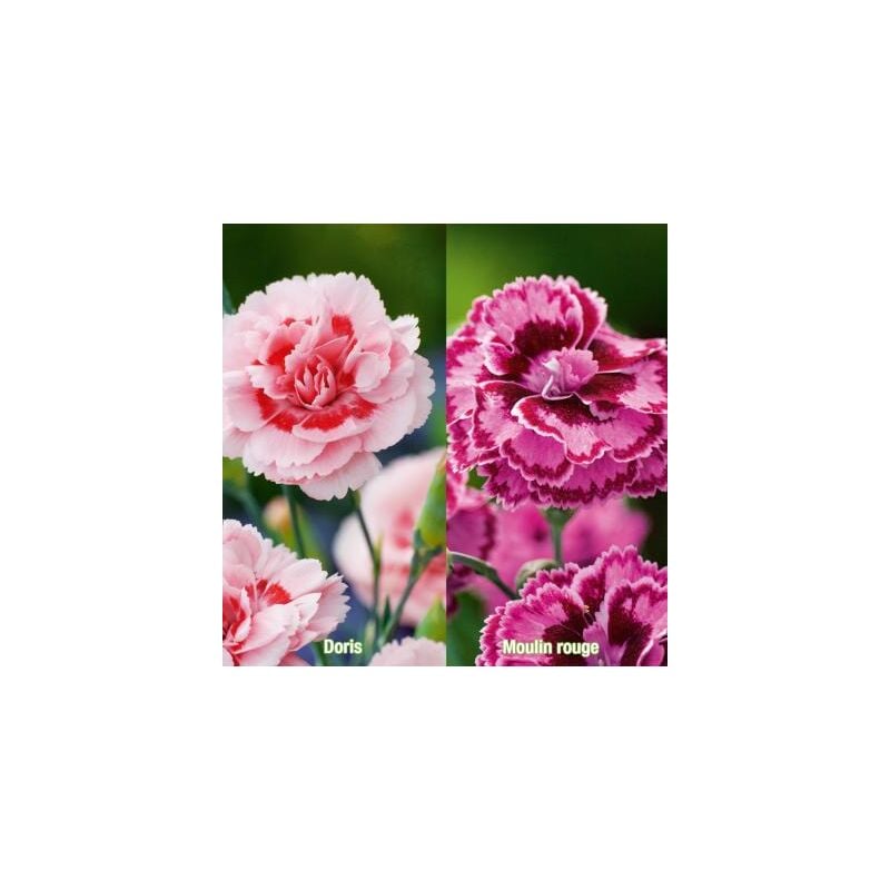 Fabre Graines - offre 6 oeillets parfumes - plantes vivaces