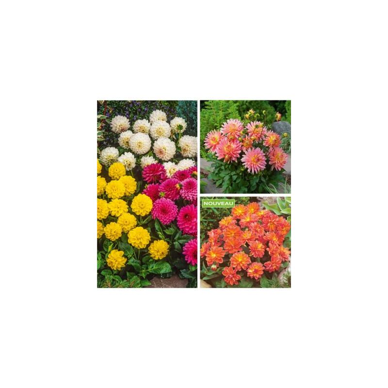 Fabre Graines - offre dahlias buissons decoratifs - 10 bulbes - dahlias