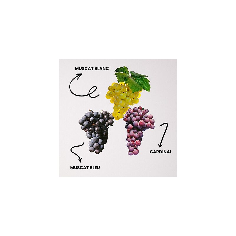Offre speciale 3 vignes