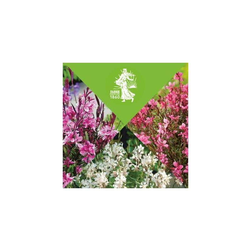 Fabre Graines - offre speciale gauras - 6 godets - plante vivace