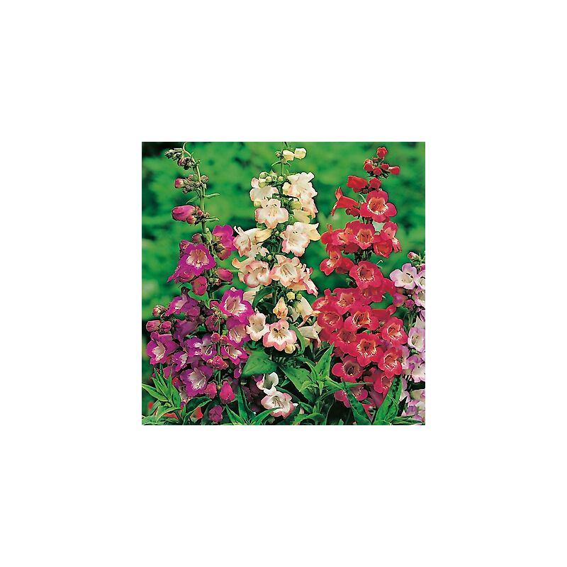 Offre speciale 6 penstemons