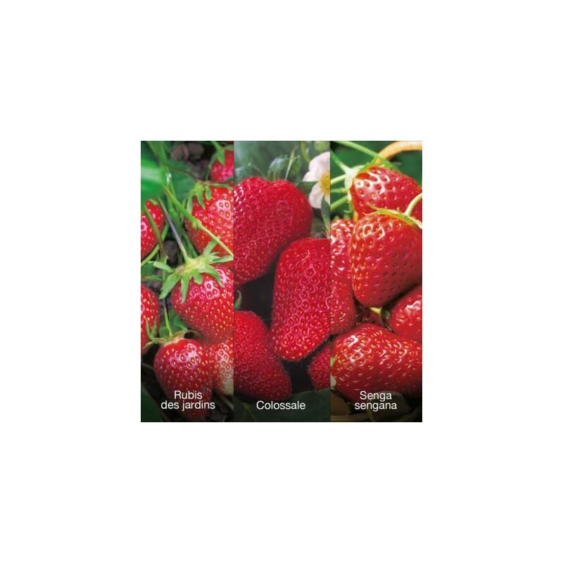 Offre speciale 60 fraisiers