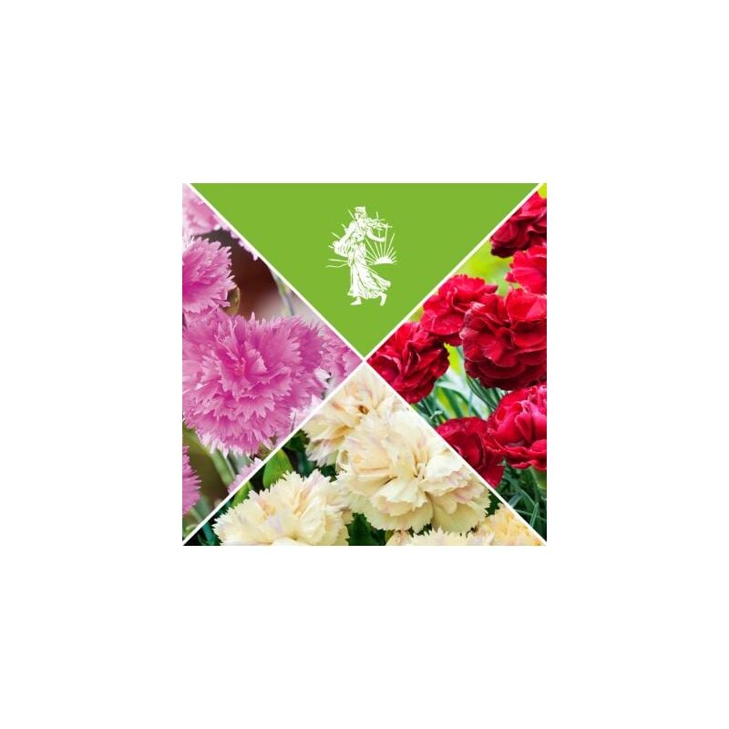 Fabre Graines - offre oeillets parfumes plante vivace - 9 godets - plantes