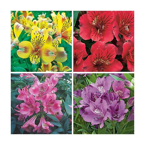 FABRE GRAINES OFFRE SPECIALE ALSTROEMERES PLANTE VIVACE - 4