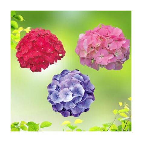 OFFRE SPECIALE HORTENSIAS - 3 GODETS - Arbustes