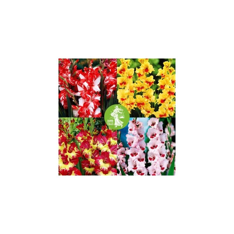 Offre speciale - lot de 40 glaieuls - bulbes