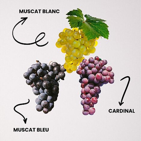 OFFRE SPECIALE VIGNES - 3 VARIETES - VIGNE