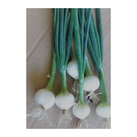 Oignon blanc de Barletta - 5g