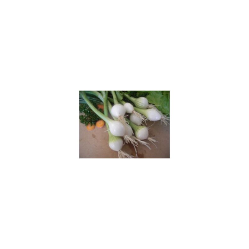 Oignon blanc hâtif de Paris - 3g