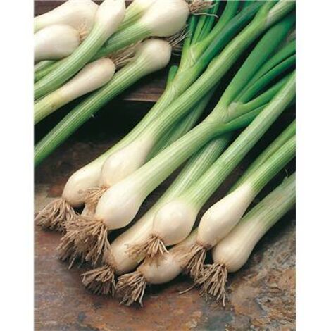 OIGNON BLANC ISHIKURA - 1 G - Plantation