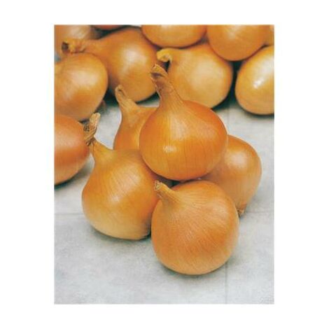 OIGNON DE MULHOUSE TYPE AUXONNE - 10 G