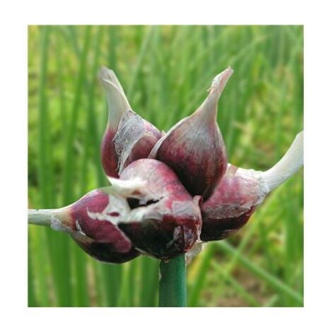 FABRE GRAINES OIGNON DE ROCAMBOLE - LE GODET