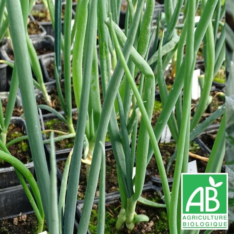 Oignon rocambole bio | Conditionnement: Lot de 3 godets