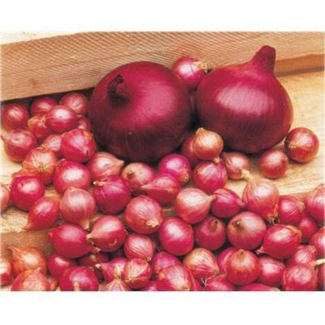 OIGNON ROUGE DE BRUNSWICK - 5 G - Graines
