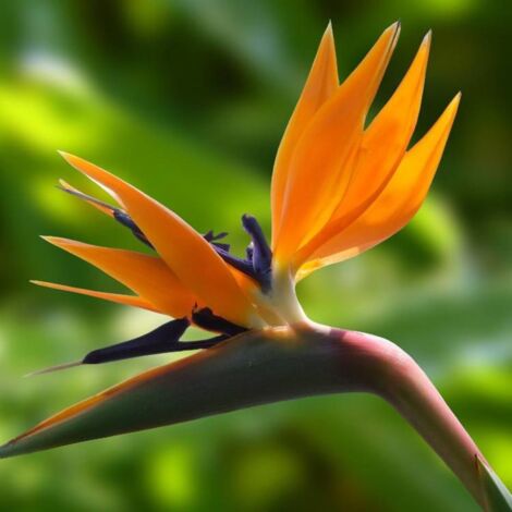 Oiseau de paradis reginae | Pot de 7,5L