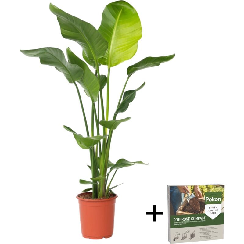 Plant In A Box - Oiseau de paradis - Strelitzia nicolai - Hauteur 90-110cm - ⌀21cm