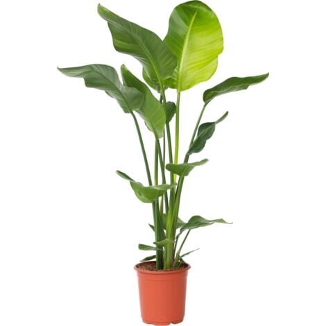 Oiseau de paradis - Strelitzia nicolai - Hauteur 90-110cm - ⌀21cm
