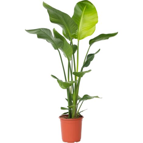 Oiseau de Paradis Strelitzia - pot ⌀21cm - H.100-120cm (hauteur pot incluse)