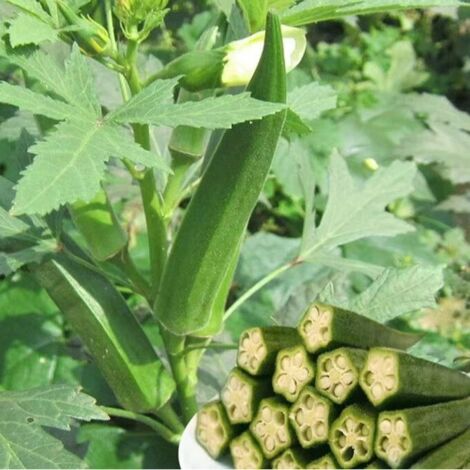 Okra Seeds 35 pcs, Warm Climate Vegetable Seeds