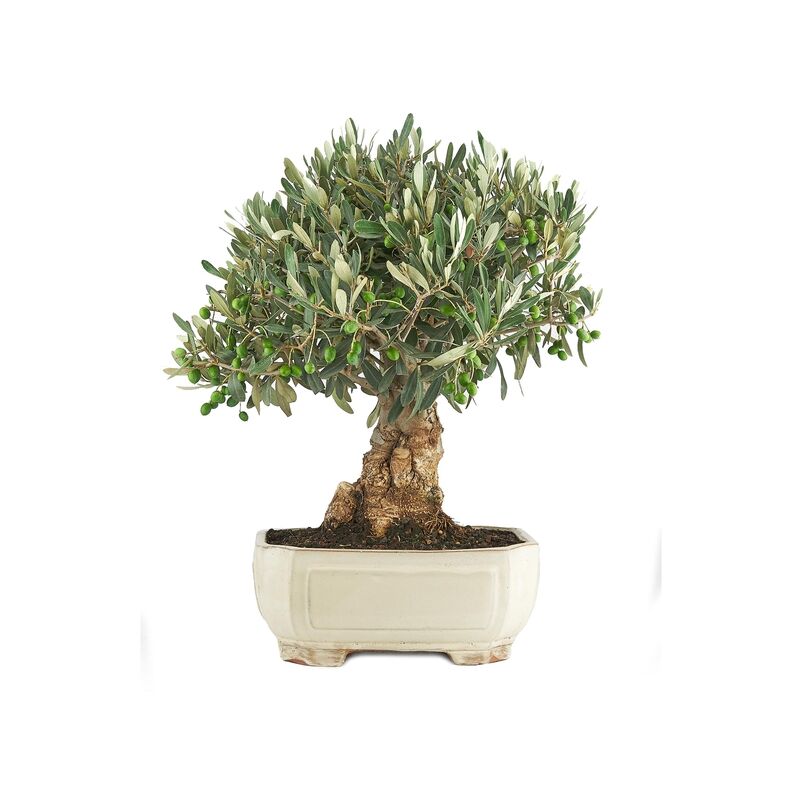

Planeta Huerto Bonsái - ​Olea europaea 15 años OLIVO