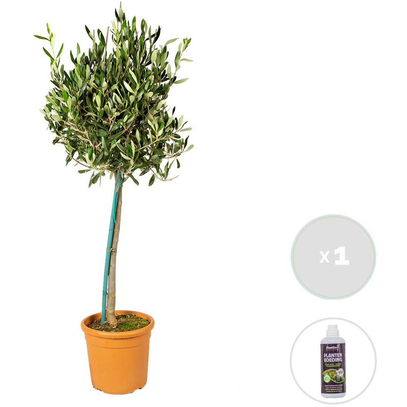 Bloomique - Olea Europaea avec nutrition PlantGrow - Olivier sur tronc - Arbre - Rustique – ⌀19 cm - ↕80-90 cm