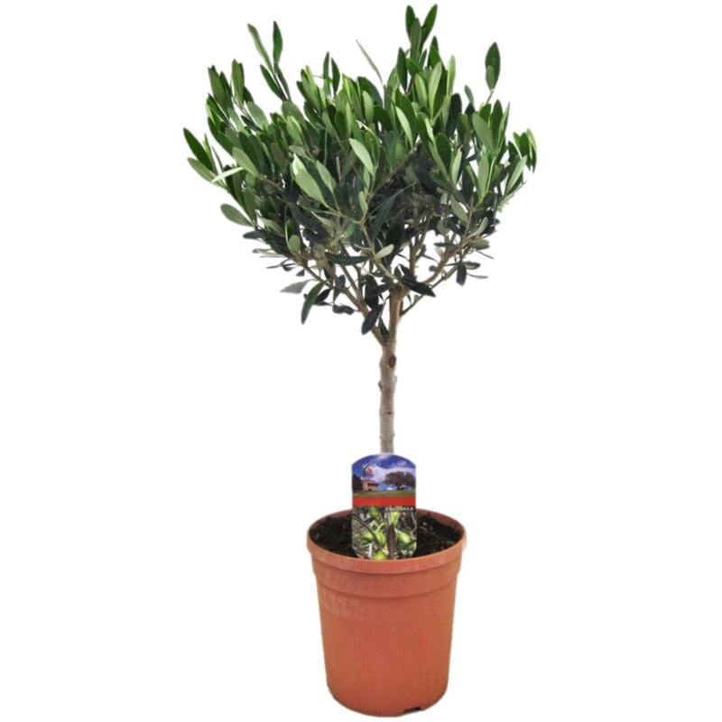 Plant In A Box - Olea Europaea - Olivier rustique sur tige - Pot 17cm - Hauteur 60-70cm - Blanc