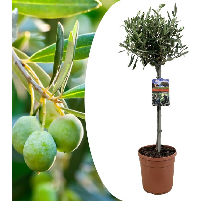 Plant In A Box - Olea Europaea - olivier rustique sur tige - Pot 19cm - Hauteur 80-90cm