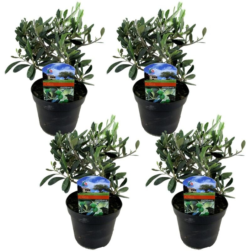 Plant In A Box - Olea Europaea - Set de 4 - Buisson d'olivier - Pot 14cm - Hauteur 25-40cm - Blanc