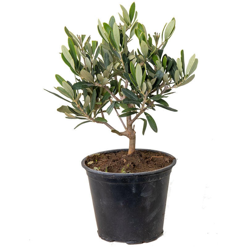 Bloomique - Olea europaea - Olivier - Arbuste méditerranéen - Rustique – ⌀14 cm - ↕20-30 cm