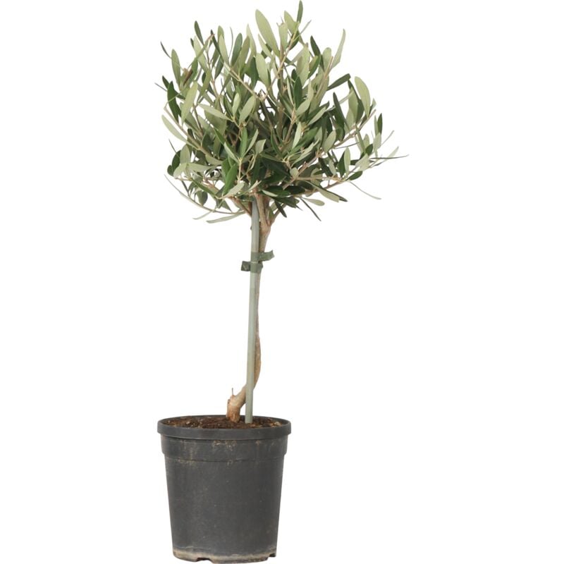 Plant In A Box - Olivier - Olea europaea - Hauteur 45-55cm - ⌀14cm