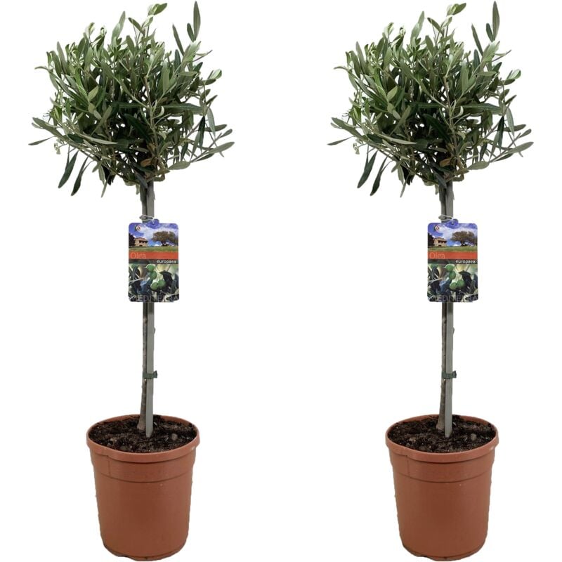 Plant In A Box - Olea Europaea - Olivier sur tige - Set de 2 - Pot 19cm - Hauteur 80-90cm - Blanc