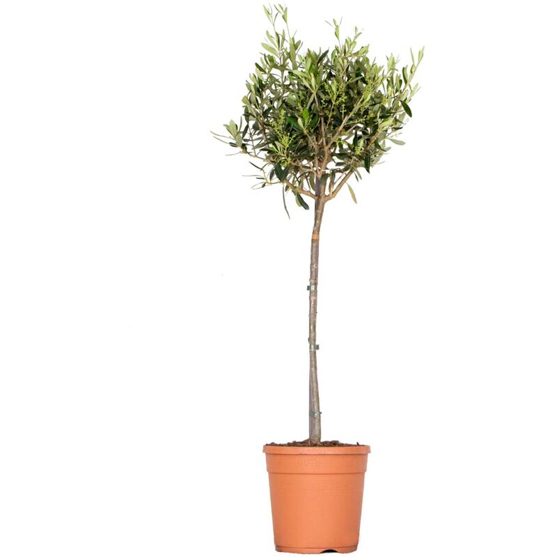 Bloomique - Olea europaea - Olivier sur tronc - Arbre méditerranéen - Rustique - ⌀21 cm - ↕95-110 cm - Green
