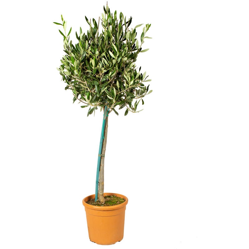 Bloomique - Olea Europaea - Olivier sur tronc - Arbre - Rustique – ⌀19 cm - ↕80-90 cm - Green