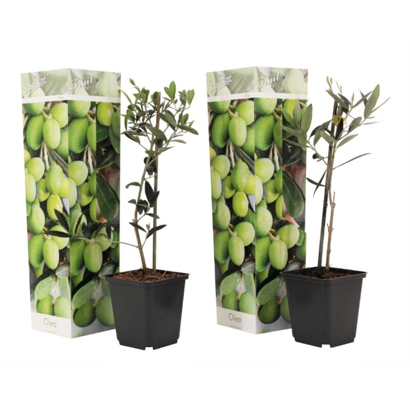Plant In A Box - Olea Europaea - Oliviers - Pot 9cm - Hauteur 25-40cm - Blanc