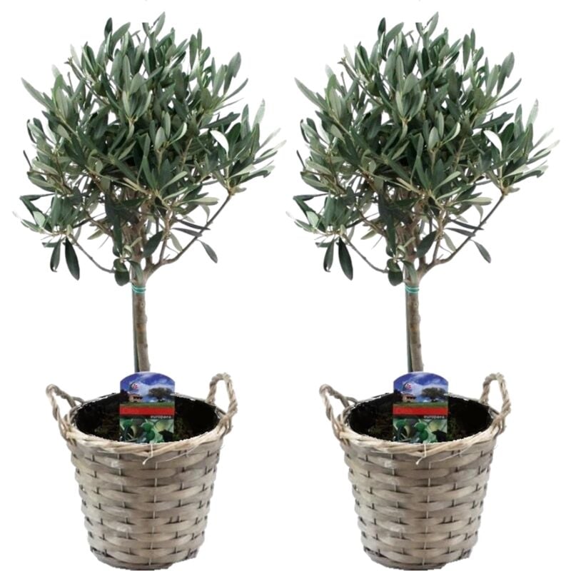 Plant In A Box - Olea Europaea - Set de 2 - d'olivier dans un panier - Pot 14cm - Hauteur 45-55cm