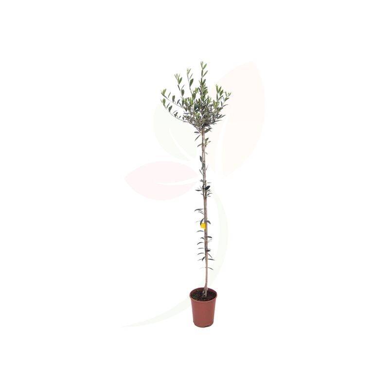 

Olea Europea (Olivo)