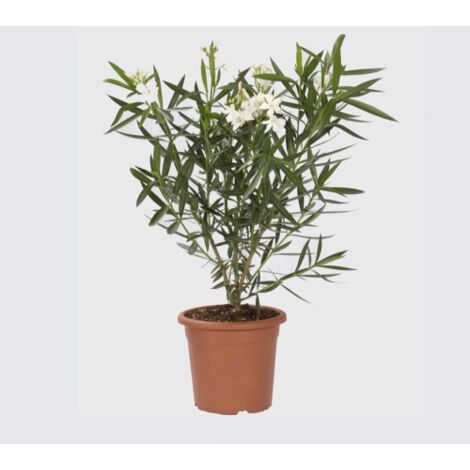 Oleandro a cespuglio "Nerium Oleander" pianta in vaso  18 cm COLORI CASUALI