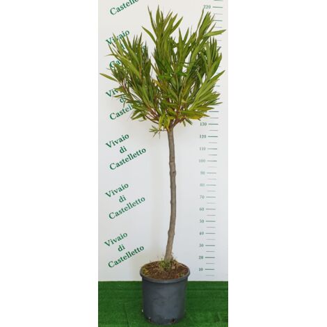 Oleandro ad alberello "Nerium oleander" pianta in mastello  45 circonf. 18/25 cm COLORI CASUALI
