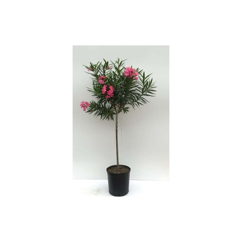 Image of Oleandro ad alberello 'Nerium oleander' pianta in vaso 26 cm h. 140/160 cm