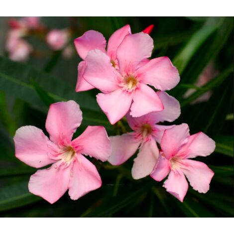 Oleandro Rosa Intenso "Nerium Oleander" pianta in vaso 9 cm Rosa intenso - Select 1: Rosa