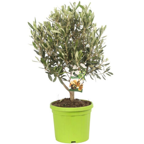 Olivier buisson  Olea europaea Buisson Pot 18cm