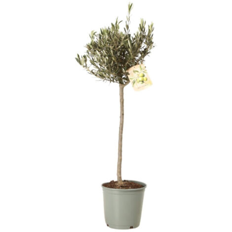 Olivier  Olea europaea demi-tige Pot 25cm