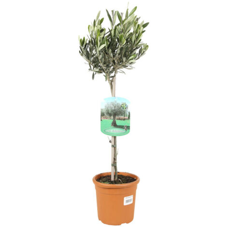 Olivier Olea europaea Pot 3L