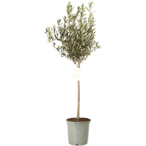 Olivier  Olea europaea Pot 5L