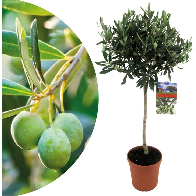 Plant In A Box - Olea Europaea - Olivier rustique sur tige - Pot 21cm - Hauteur 90-100cm